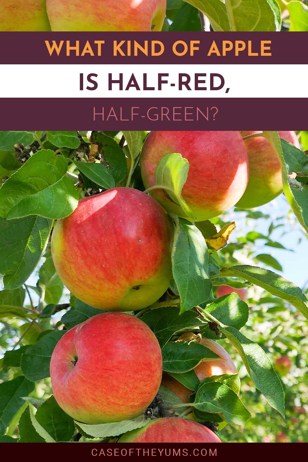 Some apples on a tree - What Kind Of Apple Is Half-Red, Half-Green?